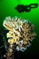   Cloud Sponge Diver wreck dive we found this top one antenna masts green backlighting made wonderful contrast. contrast  